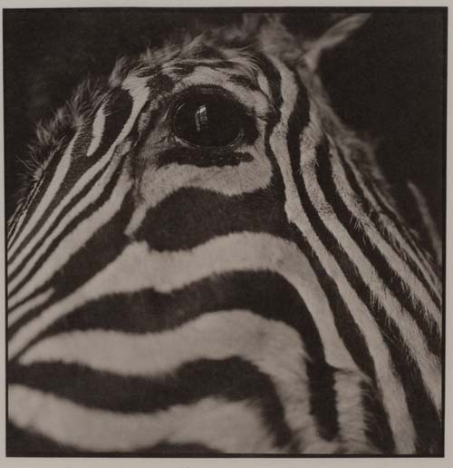 Animals #39, 2015